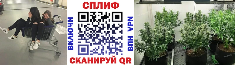 как найти   Питкяранта  Бошки марихуана Ganja 